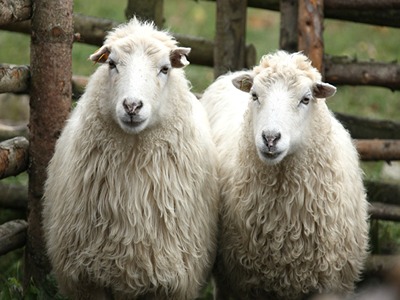 قیمت خرید گوسفند زنده کمالشهر با فروش عمده